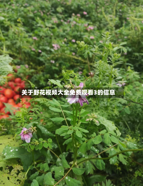 关于野花视频大全免费观看3的信息