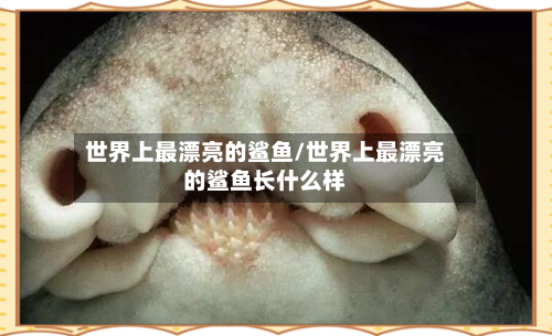 世界上最漂亮的鲨鱼/世界上最漂亮的鲨鱼长什么样