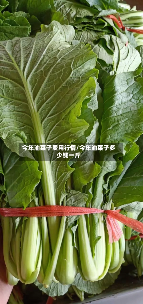今年油菜子费用行情/今年油菜子多少钱一斤