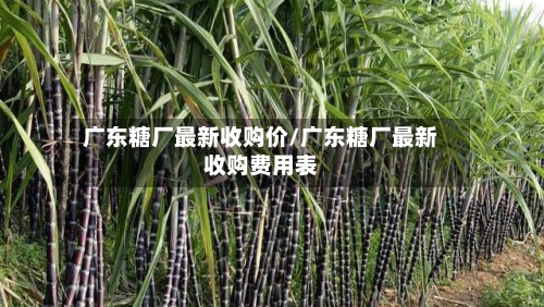 广东糖厂最新收购价/广东糖厂最新收购费用表-第3张图片