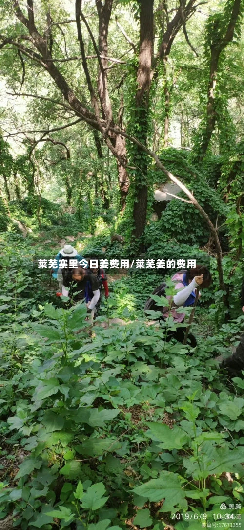 莱芜寨里今日姜费用/莱芜姜的费用-第2张图片