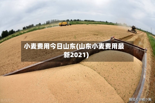 小麦费用今日山东(山东小麦费用最新2021)