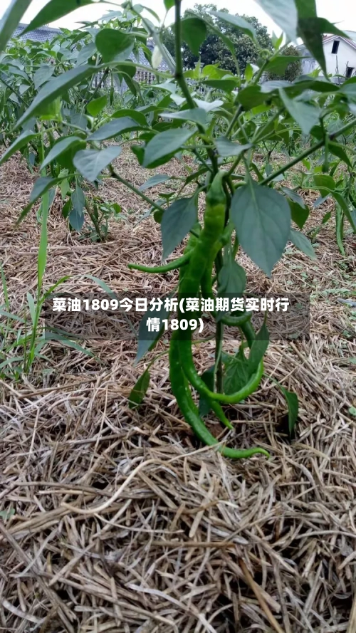菜油1809今日分析(菜油期货实时行情1809)