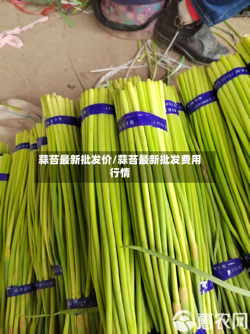 蒜苔最新批发价/蒜苔最新批发费用行情